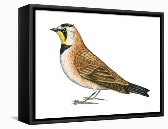 Horned Lark (Eremophila Alpestris), Birds-Encyclopaedia Britannica-Framed Stretched Canvas