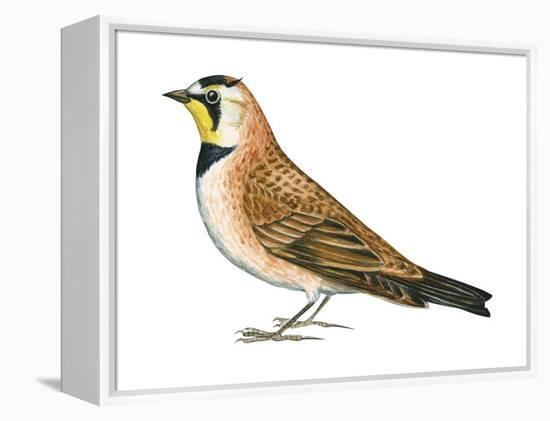 Horned Lark (Eremophila Alpestris), Birds-Encyclopaedia Britannica-Framed Stretched Canvas