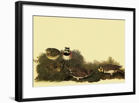 Horned Larks-John James Audubon-Framed Giclee Print