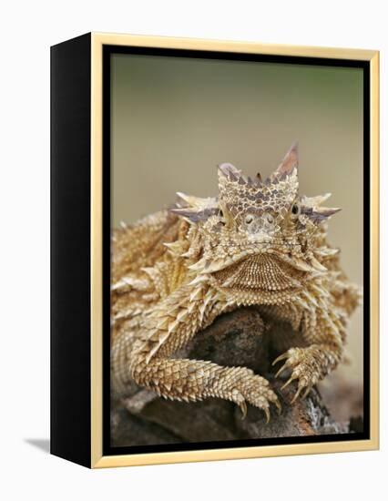 Horned Lizard or Toad Rests on Tree Stump, Cozad Ranch, Linn, Texas, USA-Arthur Morris-Framed Premier Image Canvas