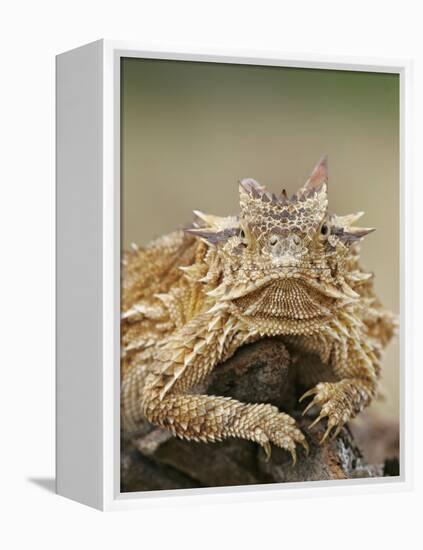 Horned Lizard or Toad Rests on Tree Stump, Cozad Ranch, Linn, Texas, USA-Arthur Morris-Framed Premier Image Canvas