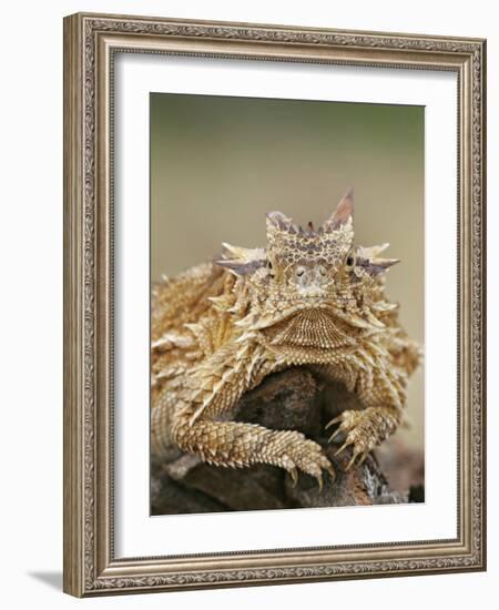 Horned Lizard or Toad Rests on Tree Stump, Cozad Ranch, Linn, Texas, USA-Arthur Morris-Framed Photographic Print