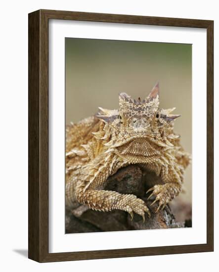 Horned Lizard or Toad Rests on Tree Stump, Cozad Ranch, Linn, Texas, USA-Arthur Morris-Framed Photographic Print