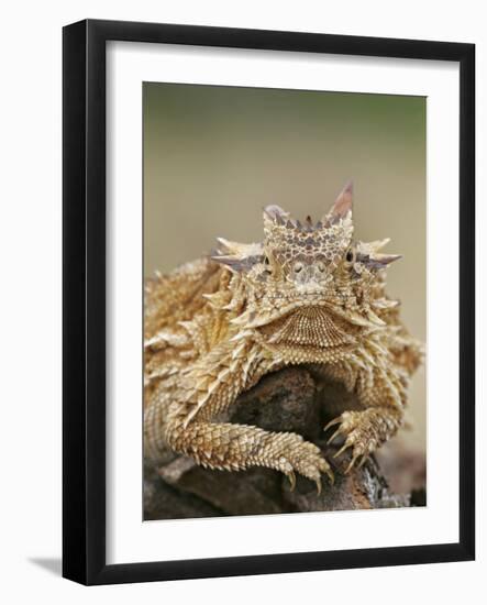 Horned Lizard or Toad Rests on Tree Stump, Cozad Ranch, Linn, Texas, USA-Arthur Morris-Framed Photographic Print