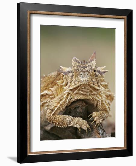 Horned Lizard or Toad Rests on Tree Stump, Cozad Ranch, Linn, Texas, USA-Arthur Morris-Framed Photographic Print