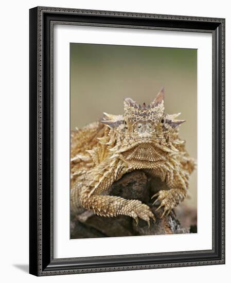 Horned Lizard or Toad Rests on Tree Stump, Cozad Ranch, Linn, Texas, USA-Arthur Morris-Framed Photographic Print