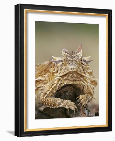 Horned Lizard or Toad Rests on Tree Stump, Cozad Ranch, Linn, Texas, USA-Arthur Morris-Framed Photographic Print