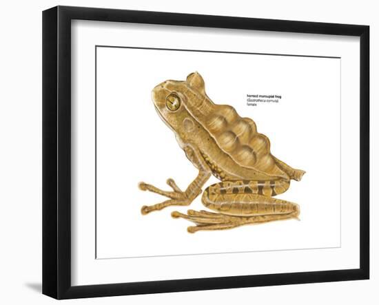 Horned Marsupial Frog (Gastrotheca Cornuta), Amphibians-Encyclopaedia Britannica-Framed Art Print