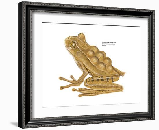 Horned Marsupial Frog (Gastrotheca Cornuta), Amphibians-Encyclopaedia Britannica-Framed Art Print
