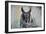 Horned Owl, 2018, (Watecolor)-Anthony Butera-Framed Giclee Print