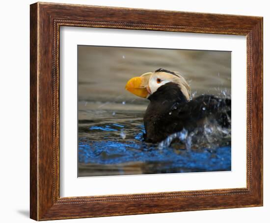 Horned Puffin, Alaska-Charles Glover-Framed Giclee Print