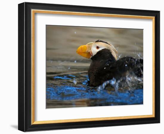 Horned Puffin, Alaska-Charles Glover-Framed Giclee Print