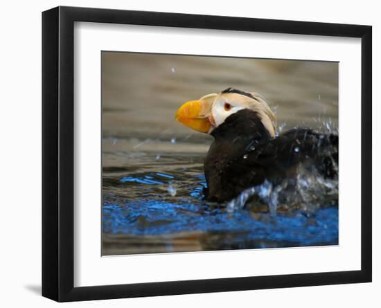 Horned Puffin, Alaska-Charles Glover-Framed Giclee Print