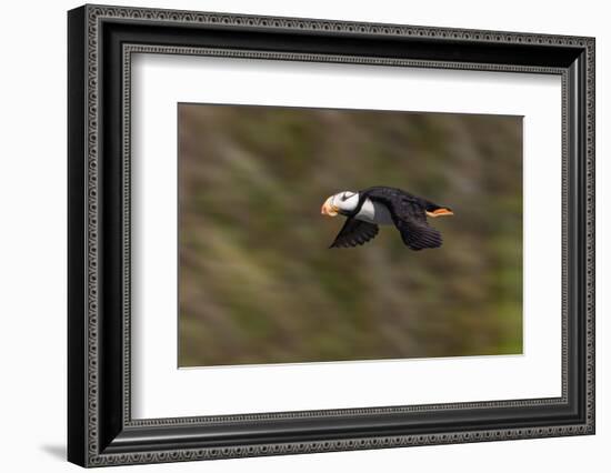 Horned puffin, Bird Island, Lake Clark National Park and Preserve, Alaska-Adam Jones-Framed Photographic Print