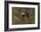 Horned puffin, Bird Island, Lake Clark National Park and Preserve, Alaska-Adam Jones-Framed Photographic Print