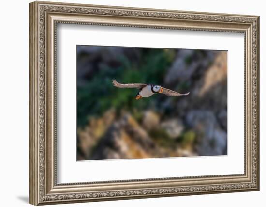 Horned puffin flying, Bird Island, Lake Clark National Park and Preserve, Alaska-Adam Jones-Framed Photographic Print