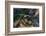 Horned puffin flying, Bird Island, Lake Clark National Park and Preserve, Alaska-Adam Jones-Framed Photographic Print