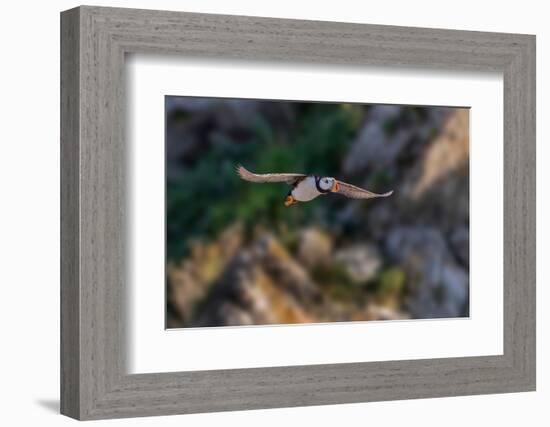 Horned puffin flying, Bird Island, Lake Clark National Park and Preserve, Alaska-Adam Jones-Framed Photographic Print