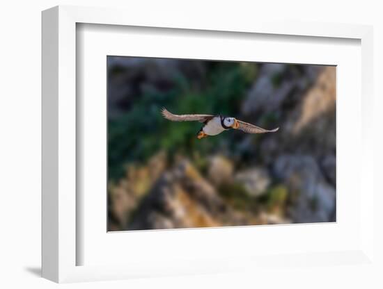 Horned puffin flying, Bird Island, Lake Clark National Park and Preserve, Alaska-Adam Jones-Framed Photographic Print
