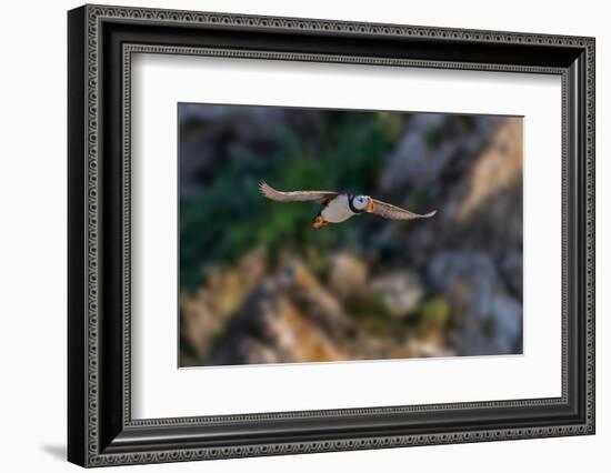 Horned puffin flying, Bird Island, Lake Clark National Park and Preserve, Alaska-Adam Jones-Framed Photographic Print