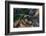 Horned puffin flying, Bird Island, Lake Clark National Park and Preserve, Alaska-Adam Jones-Framed Photographic Print