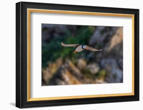 Horned puffin flying, Bird Island, Lake Clark National Park and Preserve, Alaska-Adam Jones-Framed Photographic Print