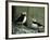 Horned Puffin (Fratercula Corniculata), St. George Island, Pribolof Islands, Alaska, USA-James Hager-Framed Photographic Print