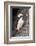 Horned puffin with needle fish in beak, Bird Island, Lake Clark National Park and Preserve, Alaska-Adam Jones-Framed Photographic Print