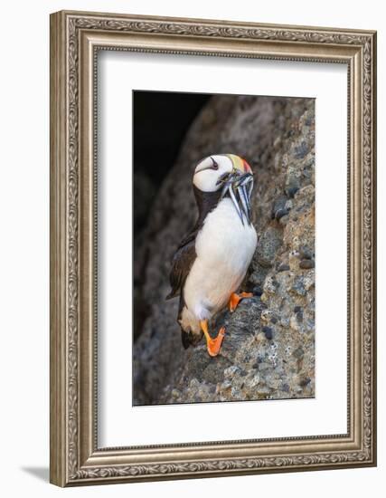 Horned puffin with needle fish in beak, Bird Island, Lake Clark National Park and Preserve, Alaska-Adam Jones-Framed Photographic Print