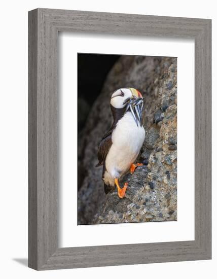 Horned puffin with needle fish in beak, Bird Island, Lake Clark National Park and Preserve, Alaska-Adam Jones-Framed Photographic Print