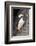 Horned puffin with needle fish in beak, Bird Island, Lake Clark National Park and Preserve, Alaska-Adam Jones-Framed Photographic Print