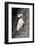 Horned puffin with needle fish in beak, Bird Island, Lake Clark National Park and Preserve, Alaska-Adam Jones-Framed Photographic Print