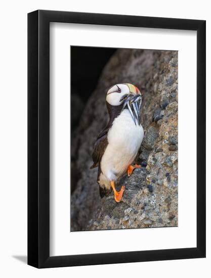 Horned puffin with needle fish in beak, Bird Island, Lake Clark National Park and Preserve, Alaska-Adam Jones-Framed Photographic Print