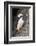 Horned puffin with needle fish in beak, Bird Island, Lake Clark National Park and Preserve, Alaska-Adam Jones-Framed Photographic Print