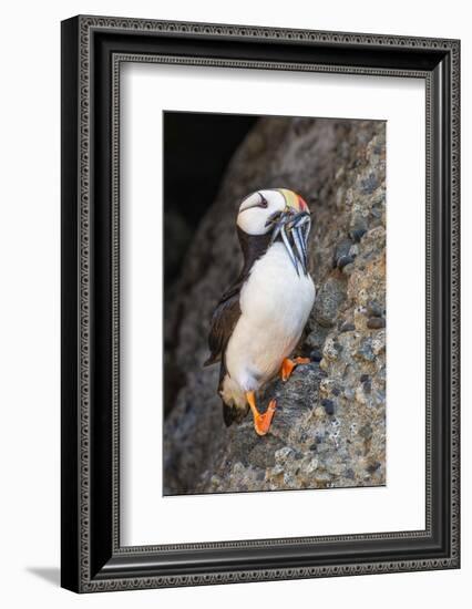 Horned puffin with needle fish in beak, Bird Island, Lake Clark National Park and Preserve, Alaska-Adam Jones-Framed Photographic Print