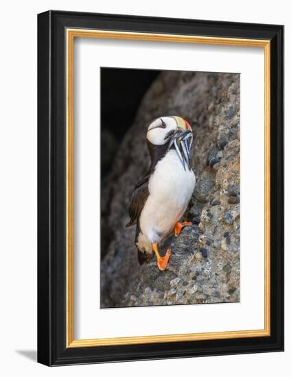 Horned puffin with needle fish in beak, Bird Island, Lake Clark National Park and Preserve, Alaska-Adam Jones-Framed Photographic Print