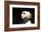 Horned Puffin-Lynn M^ Stone-Framed Photographic Print