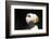 Horned Puffin-Lynn M^ Stone-Framed Photographic Print