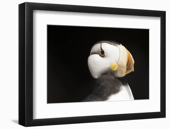 Horned Puffin-Lynn M^ Stone-Framed Photographic Print