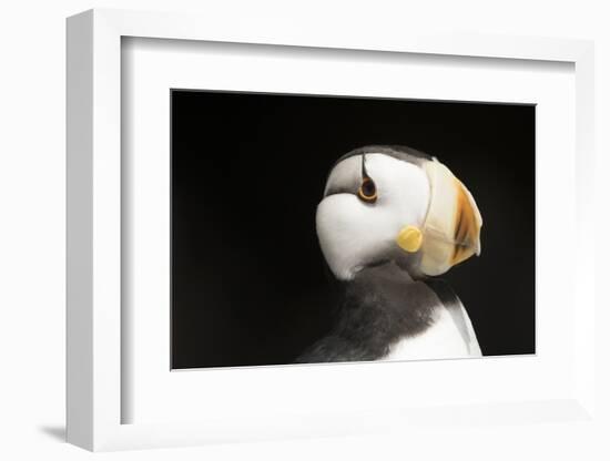 Horned Puffin-Lynn M^ Stone-Framed Photographic Print