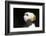 Horned Puffin-Lynn M^ Stone-Framed Photographic Print