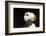 Horned Puffin-Lynn M^ Stone-Framed Photographic Print