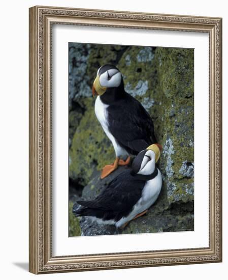 Horned Puffins near Nest Tunnels, Pribilofs, St. Paul Island, Alaska, USA-Hugh Rose-Framed Photographic Print