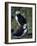 Horned Puffins near Nest Tunnels, Pribilofs, St. Paul Island, Alaska, USA-Hugh Rose-Framed Photographic Print