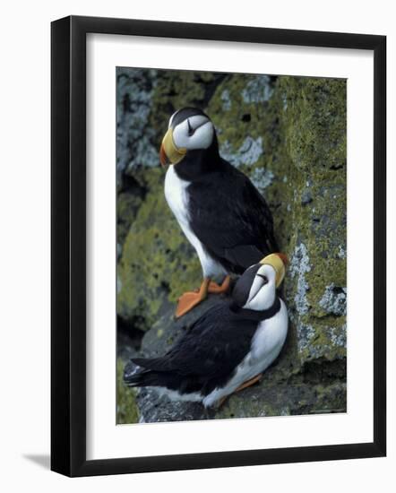 Horned Puffins near Nest Tunnels, Pribilofs, St. Paul Island, Alaska, USA-Hugh Rose-Framed Photographic Print