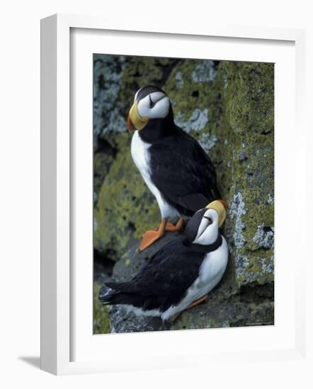 Horned Puffins near Nest Tunnels, Pribilofs, St. Paul Island, Alaska, USA-Hugh Rose-Framed Photographic Print