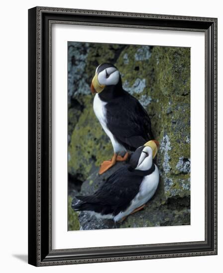 Horned Puffins near Nest Tunnels, Pribilofs, St. Paul Island, Alaska, USA-Hugh Rose-Framed Photographic Print