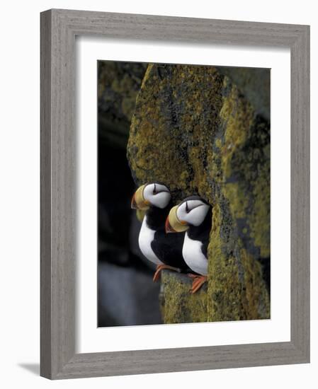 Horned Puffins on Ledge of Lichen, Pribilofs, St. Paul Island, Alaska, USA-Hugh Rose-Framed Photographic Print