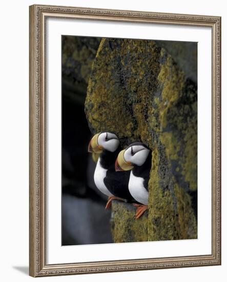 Horned Puffins on Ledge of Lichen, Pribilofs, St. Paul Island, Alaska, USA-Hugh Rose-Framed Photographic Print