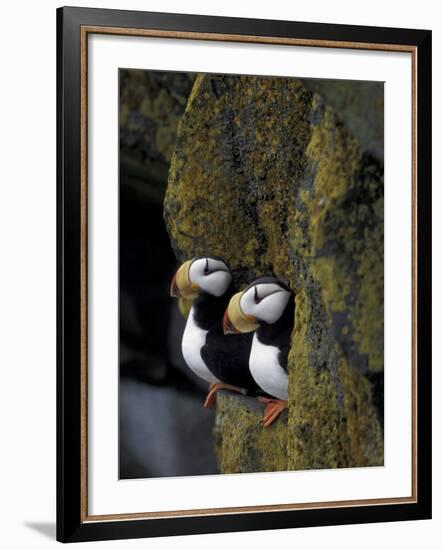 Horned Puffins on Ledge of Lichen, Pribilofs, St. Paul Island, Alaska, USA-Hugh Rose-Framed Photographic Print